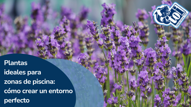 Plantas ideales para zonas de piscina: cómo crear un entorno perfecto con tu TOI